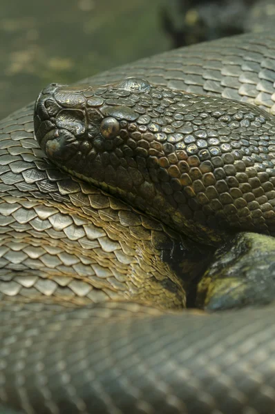 Anaconda snake — Stock Photo, Image