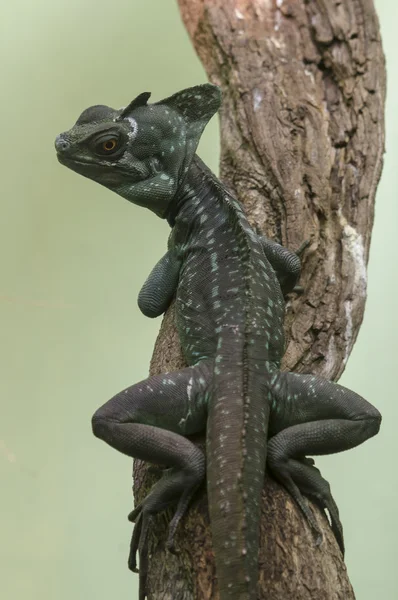 Basiliscus lizard — Stock Photo, Image