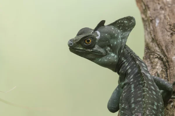 Basiliscus lizard — Stock Photo, Image