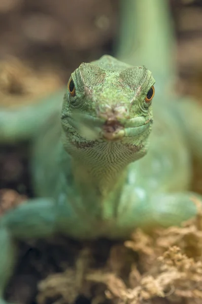 Green tropical lizard — Stock Photo, Image