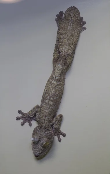 Uroplatus phantasticus, satanischer Blattschwanzgecko — Stockfoto