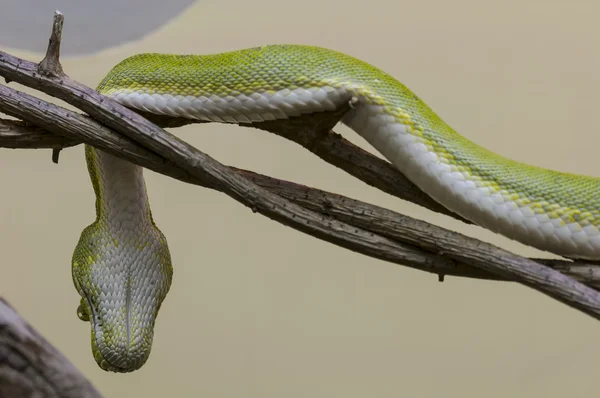 Serpent vert — Photo