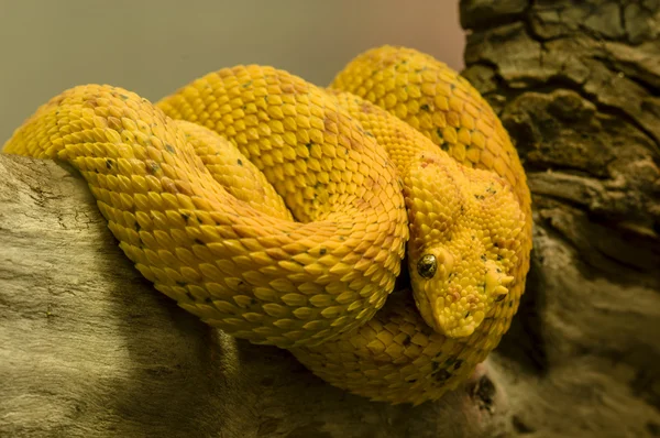 黄蛇 — 图库照片