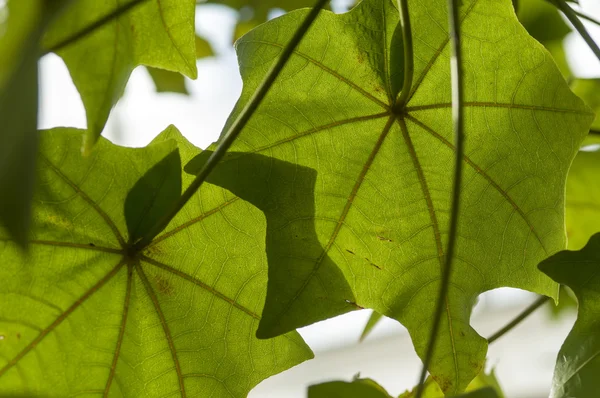 Kokia drynarioides, Hawaiian Tree Cotton, — Foto de Stock