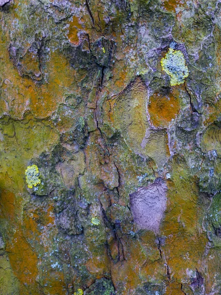 Bark Pohon — Stok Foto