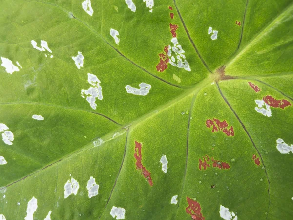 Πράσινο φύλλο με κόκκινες και άσπρες κηλίδες — Φωτογραφία Αρχείου