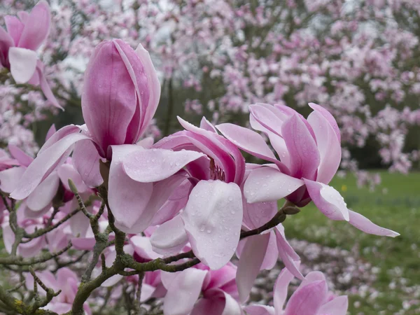 stock image Magnolia