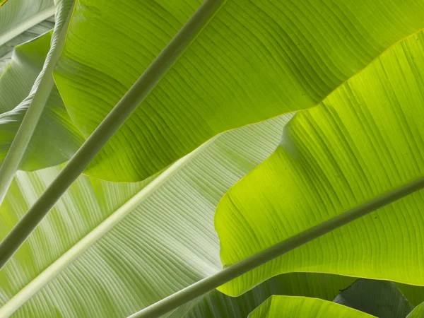 Folhas de banana — Fotografia de Stock