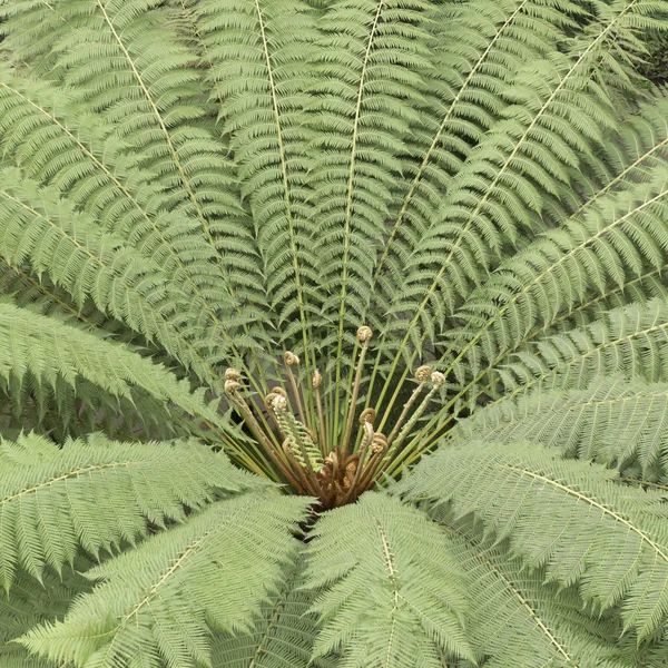 Tree ferns — Stock Photo, Image