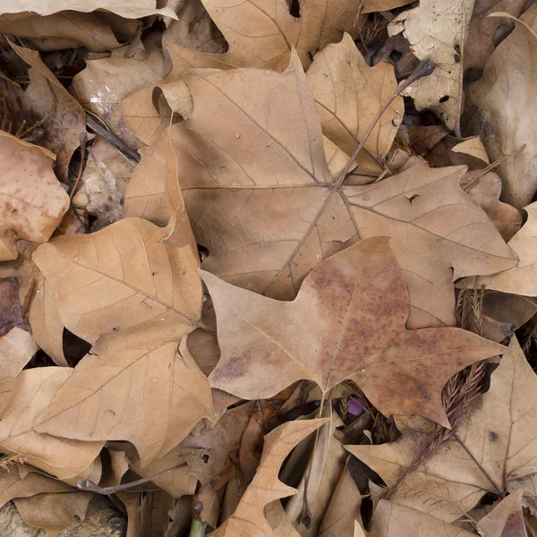 Мертвые листья — стоковое фото