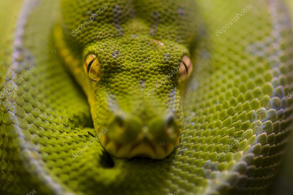 occhi di serpente perforanti la lingua