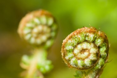 Fern yaprak bud