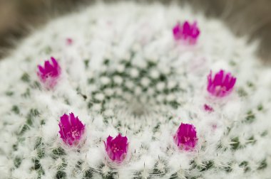 Mammillaria etli bitki