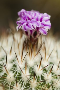 Mammillaria etli bitki