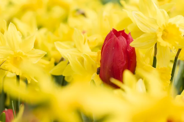 Bunte Blumen — Stockfoto