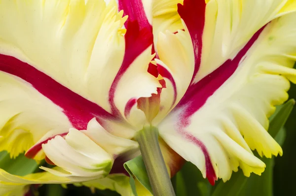 stock image Colorful flowers