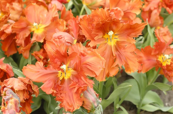 stock image Colorful flowers