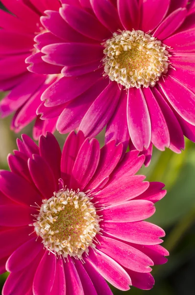 Färgglada blommor — Stockfoto