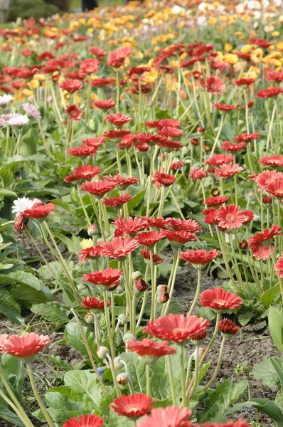 stock image Colorful flowers