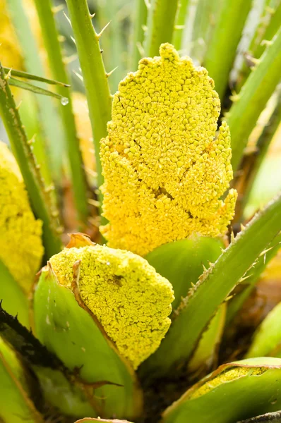 Palm žluté květy — Stock fotografie