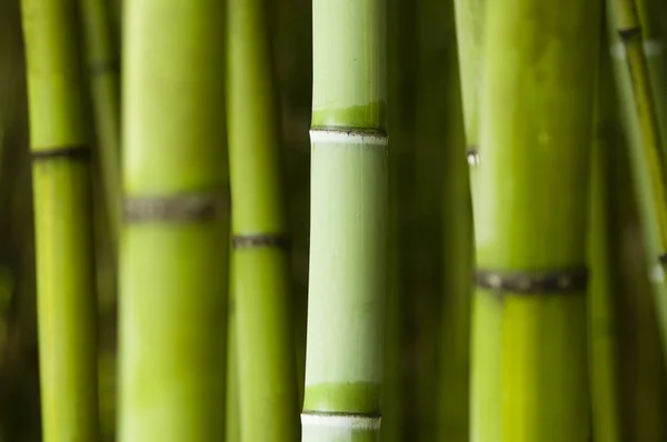 Bambu skog detalj — Stockfoto