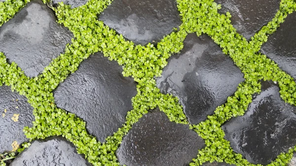 Sidewalk bricks with grass — Stock Photo, Image