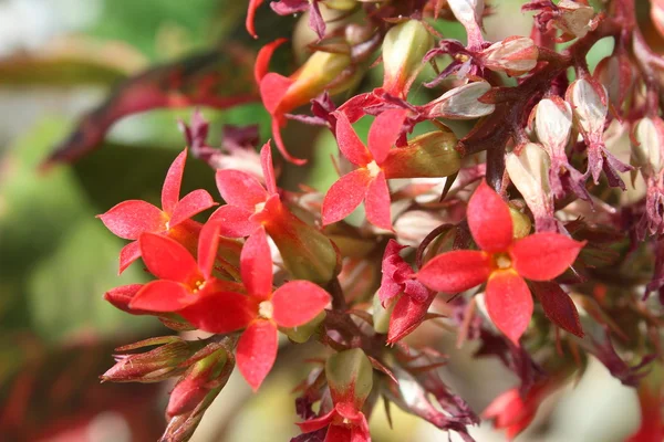 stock image Red flowers