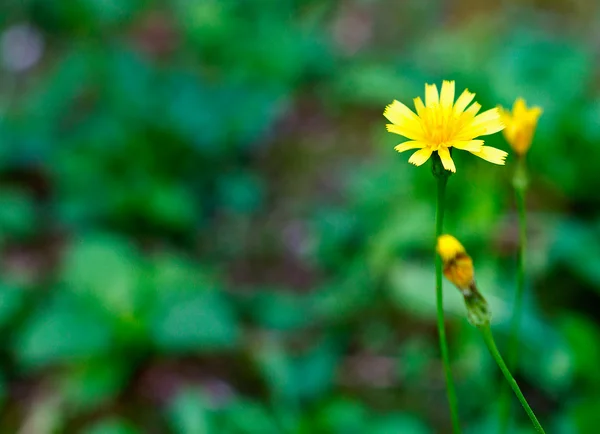 stock image Small flower