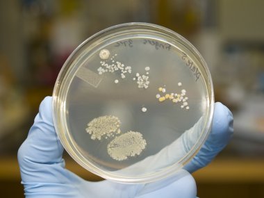 Bacteria clipart