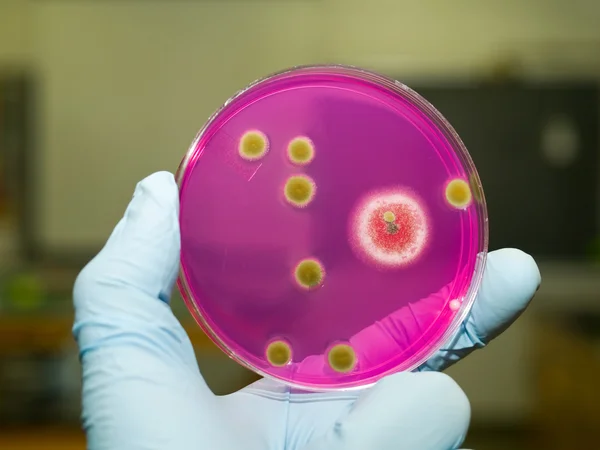 Microbiologia — Fotografia de Stock