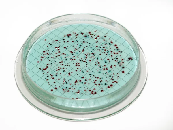 Bacterical kolonier — Stockfoto