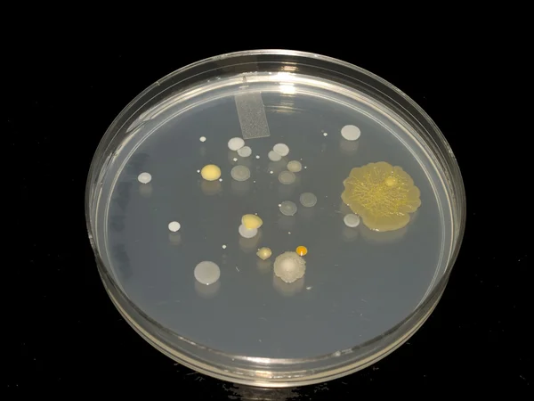 细菌性 — 图库照片