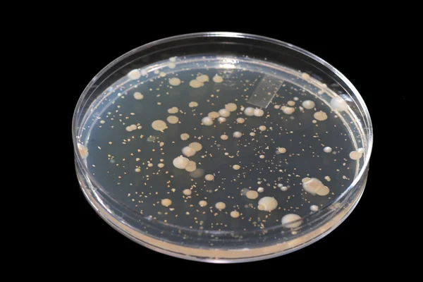Bacterias — Foto de Stock