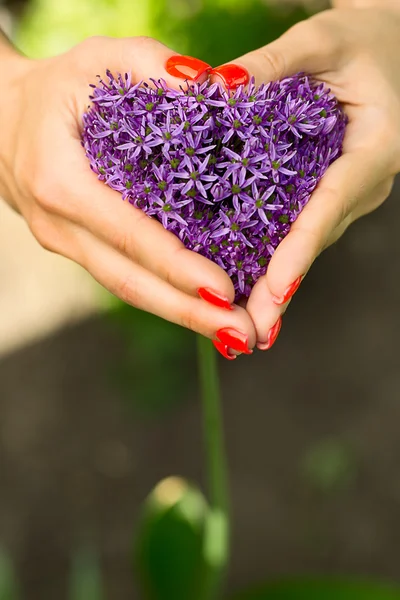 Mor çiçek kalp — Stok fotoğraf