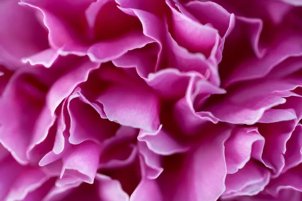 Pink flower petals — Stok fotoğraf