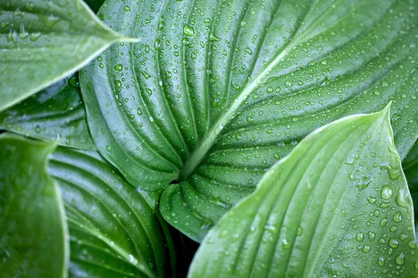 stock image Large green leaves