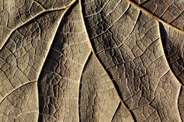 Stock image Dry yellow leaves