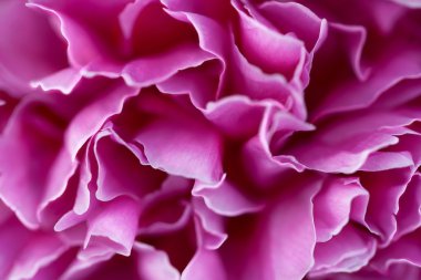 Pink flower petals