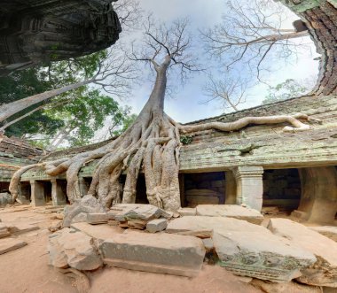 angkor wat'ın dev ağaçlarda