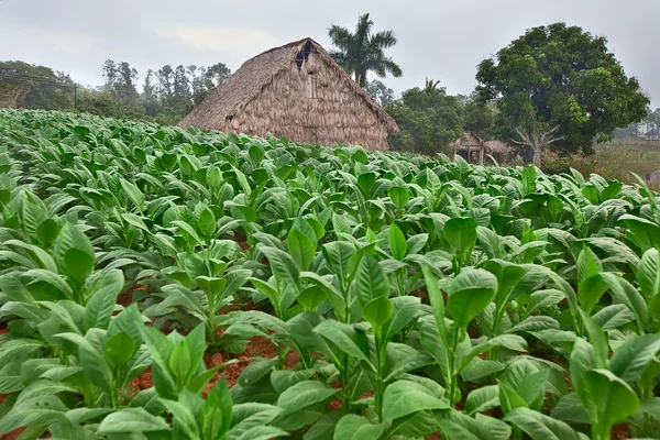 stock image Tobacco farm