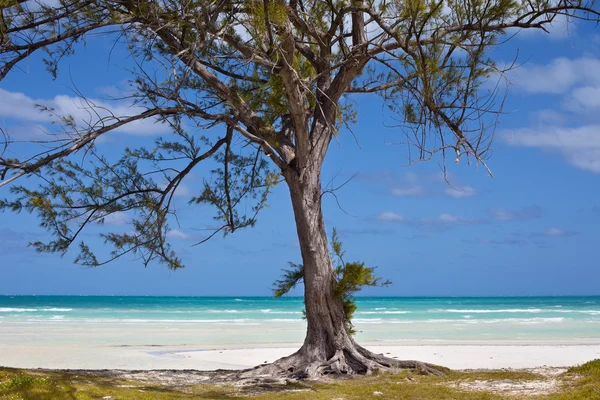 Einsamer Baum — Stockfoto