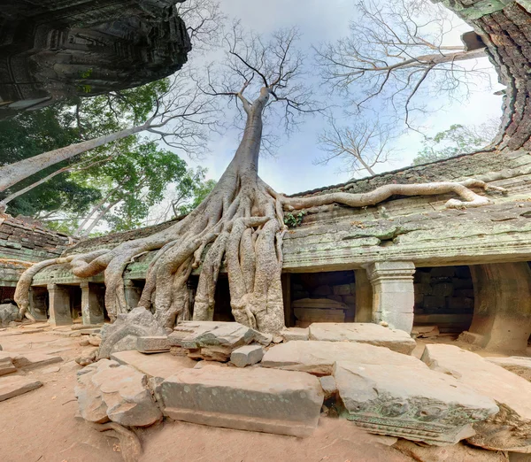 Obří stromy v angkor wat — Stock fotografie