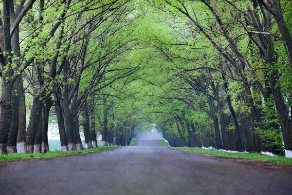 Tillbaka country road — Stockfoto