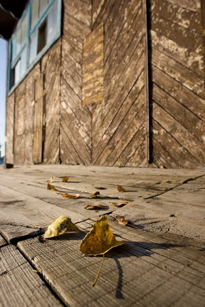 stock image Falling leafs