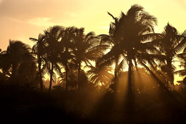 stock image Sunset through the palm trees