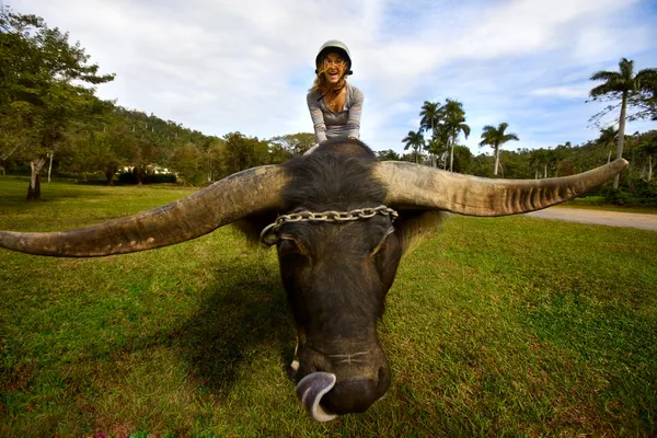 Girl on yak — Stock Photo, Image