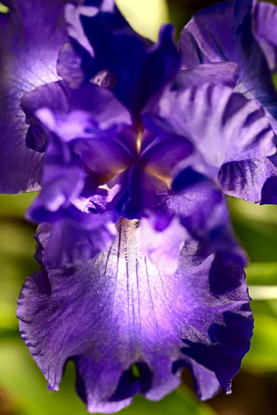Lila iris nära — Stockfoto