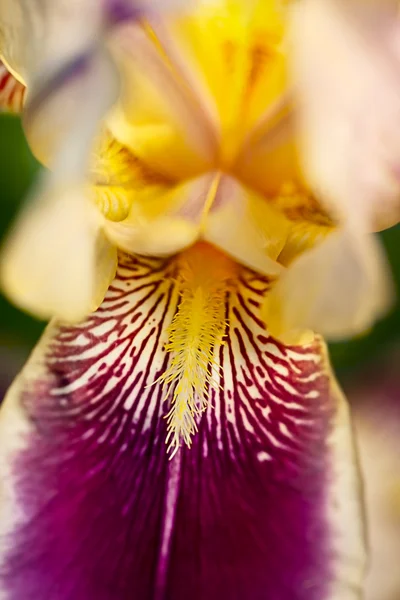 Bella Iris vicino — Foto Stock