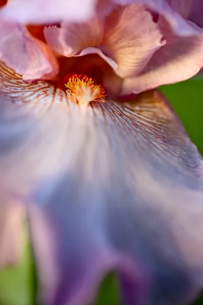 Große Irisblüte — Stockfoto