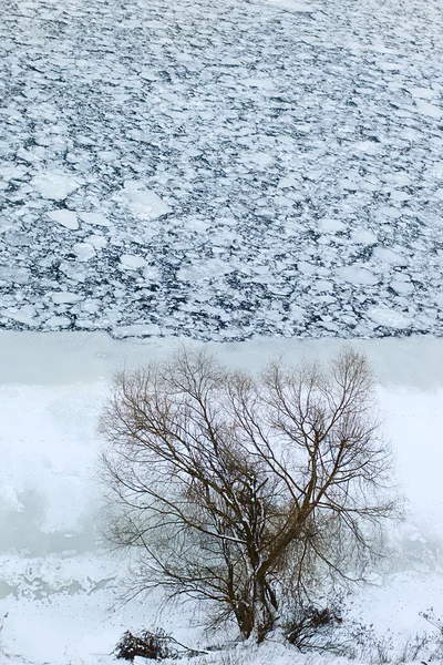 Дерева і льоду — стокове фото
